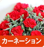 カーネーション